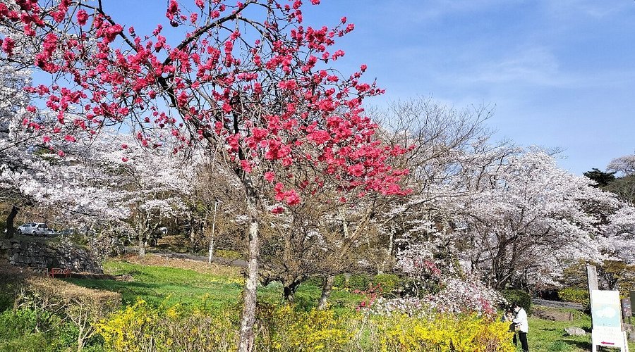 🏞️ 미도리가오카 공원 (미도리가오카 코엔) 이미지 5